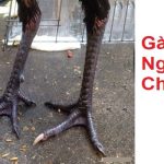 Giới thiệu về gà ngũ sắc chân xanh